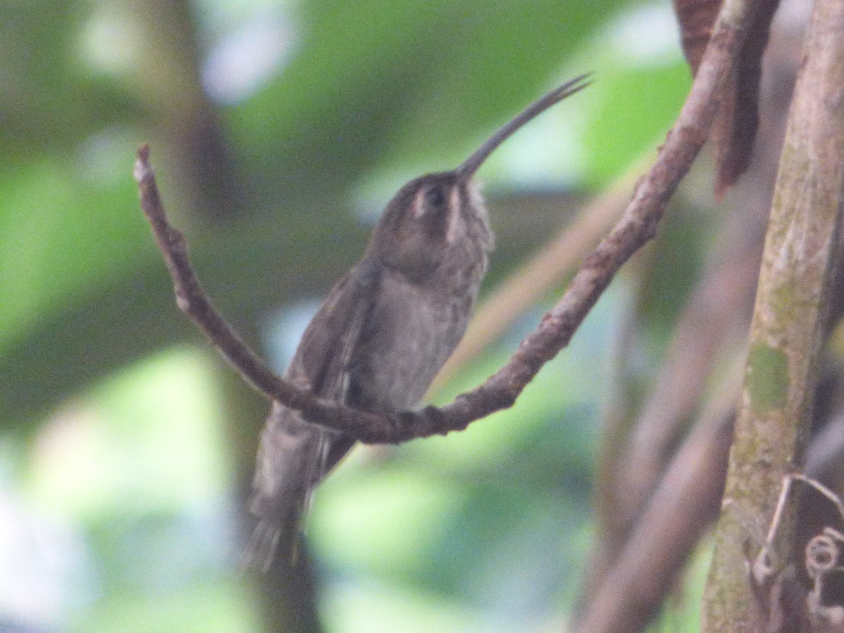 Great-billed Hermit - ML647511355
