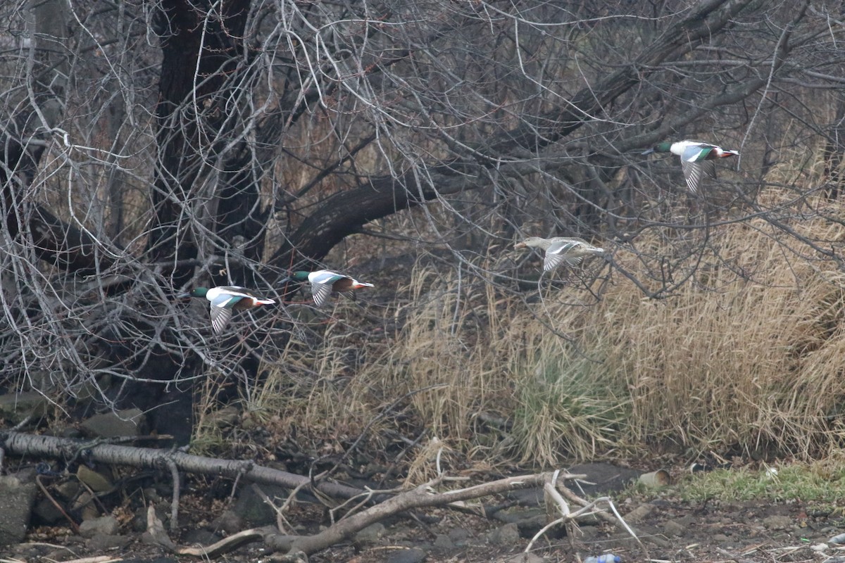 Northern Shoveler - ML647511357