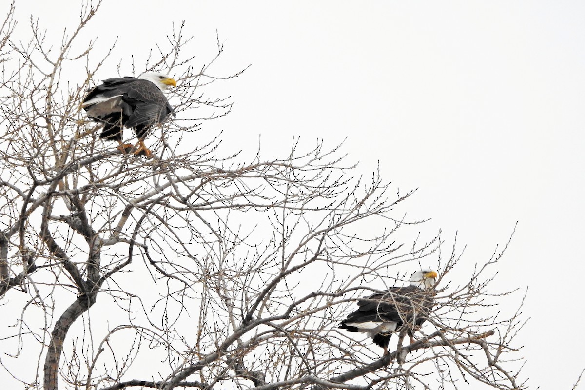 Bald Eagle - ML647511358