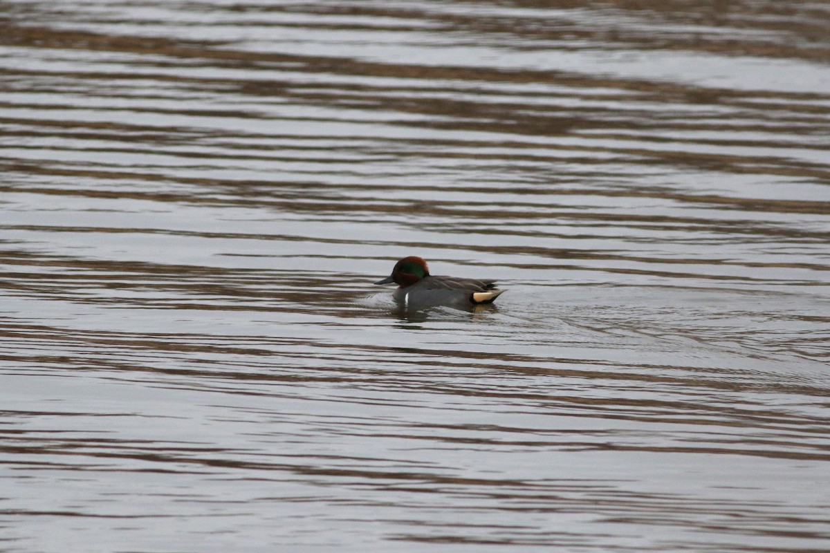 Green-winged Teal - ML647511359