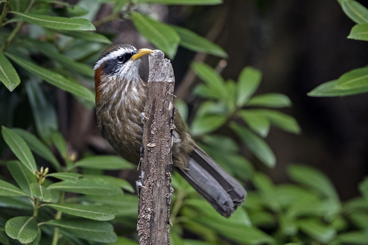 Streak-breasted Scimitar-Babbler - ML647511360