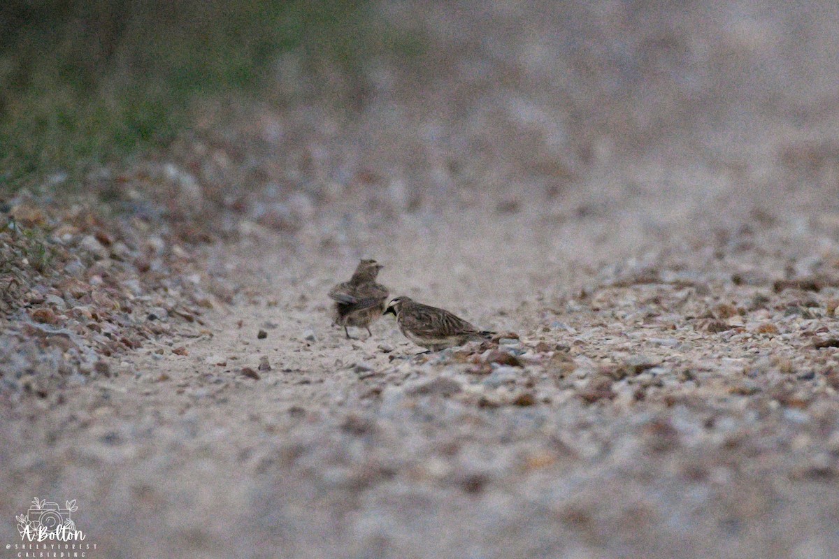 Horned Lark - ML647511361