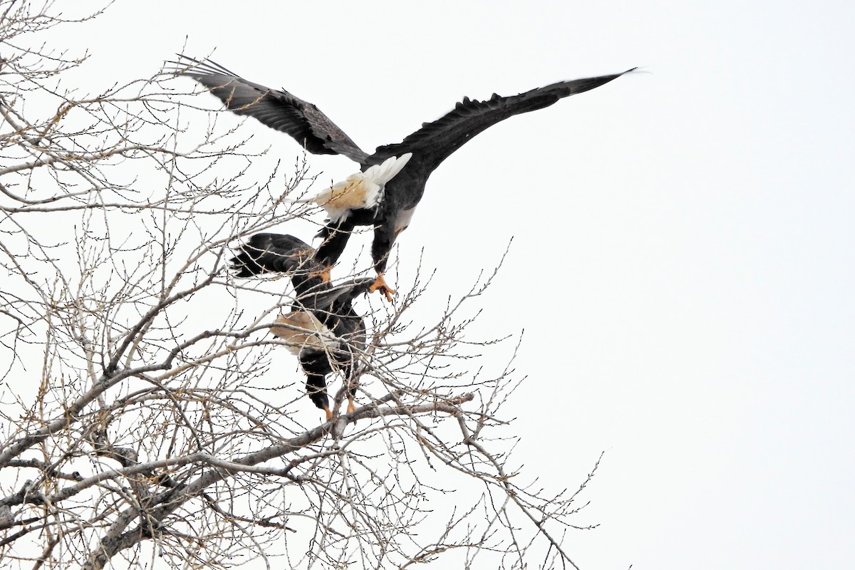 Bald Eagle - ML647511362