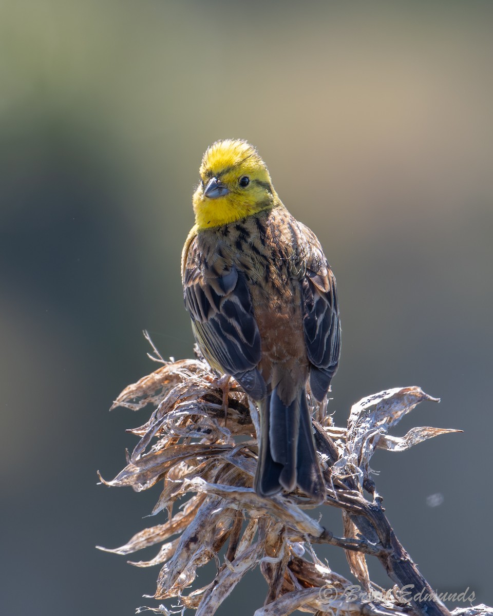Yellowhammer - ML647511363