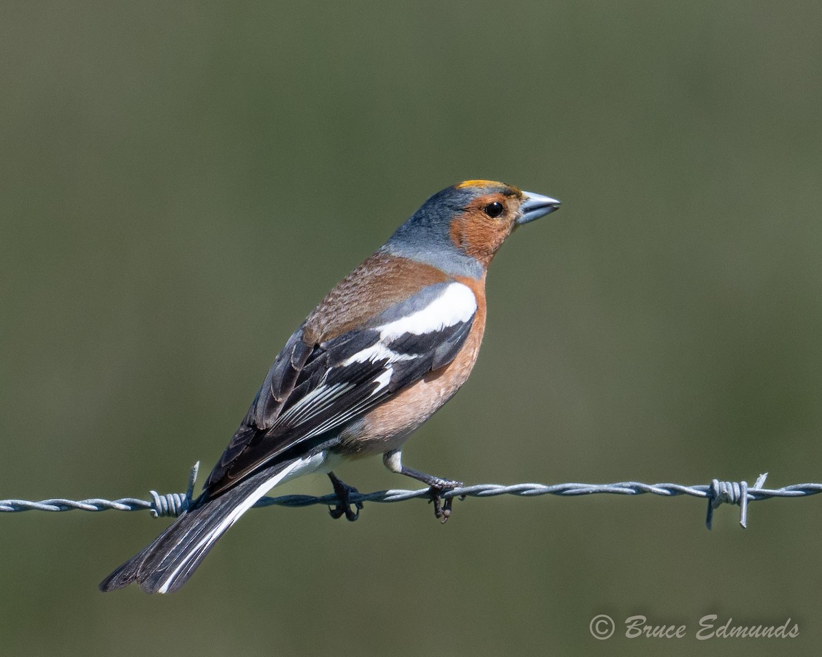 Common Chaffinch - ML647511369