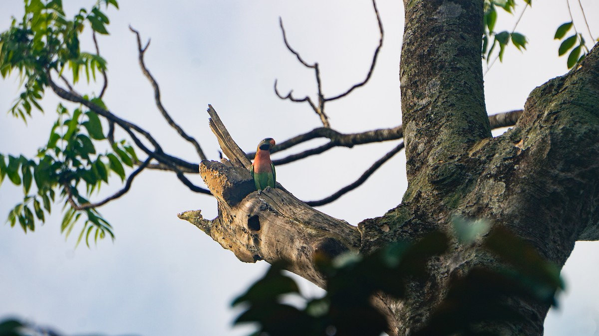 Red-breasted Parakeet - ML647511370