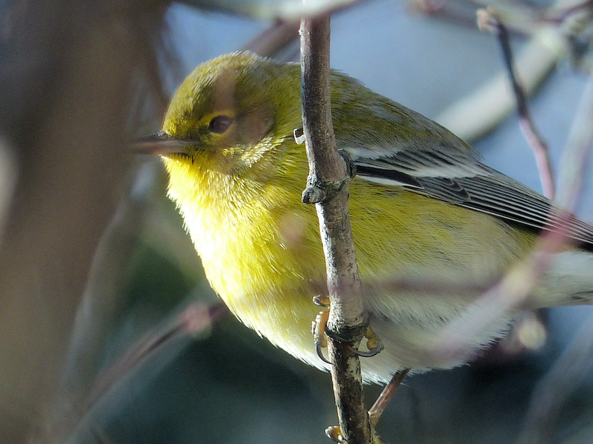 Pine Warbler - ML647511372