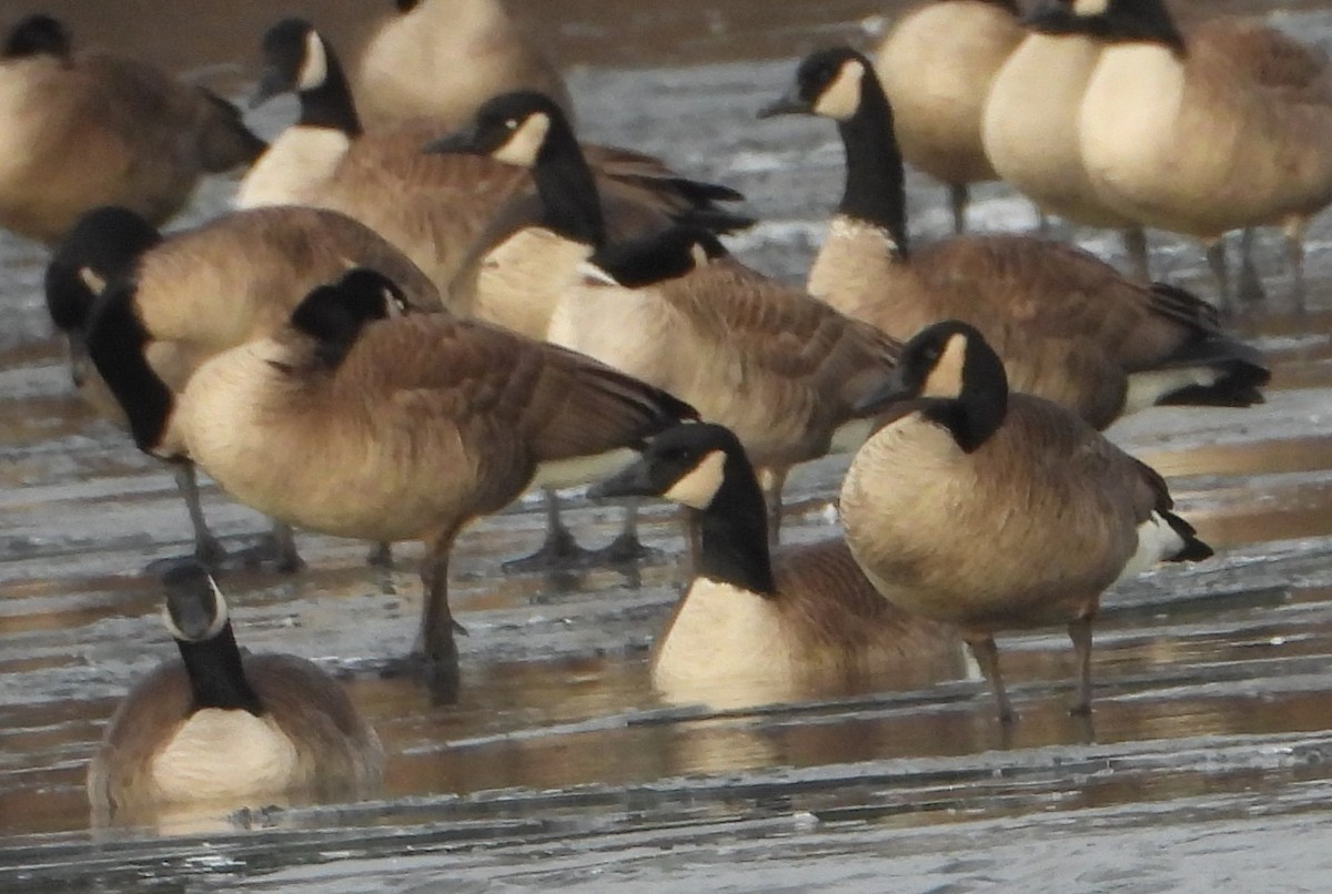 Канадская казарка - ML647511385