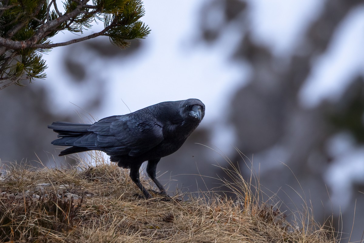 Common Raven - ML647511390