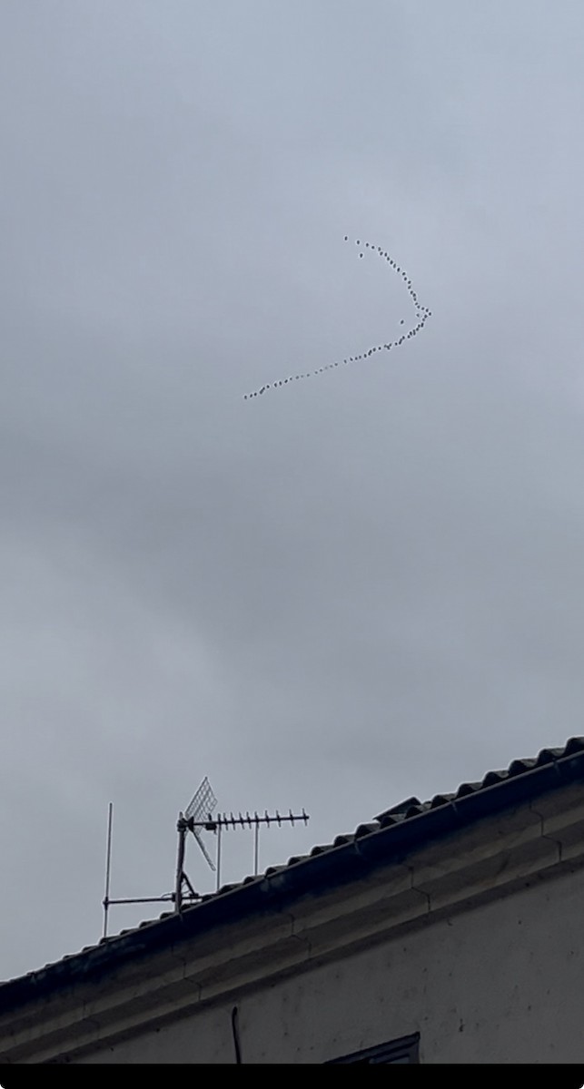 Common Crane - ML647511400