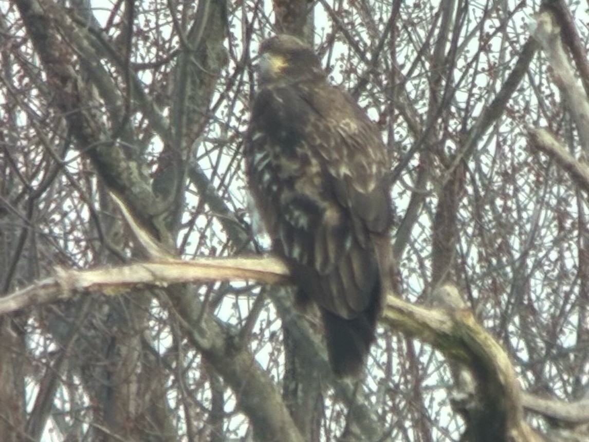 ハクトウワシ - ML647511403