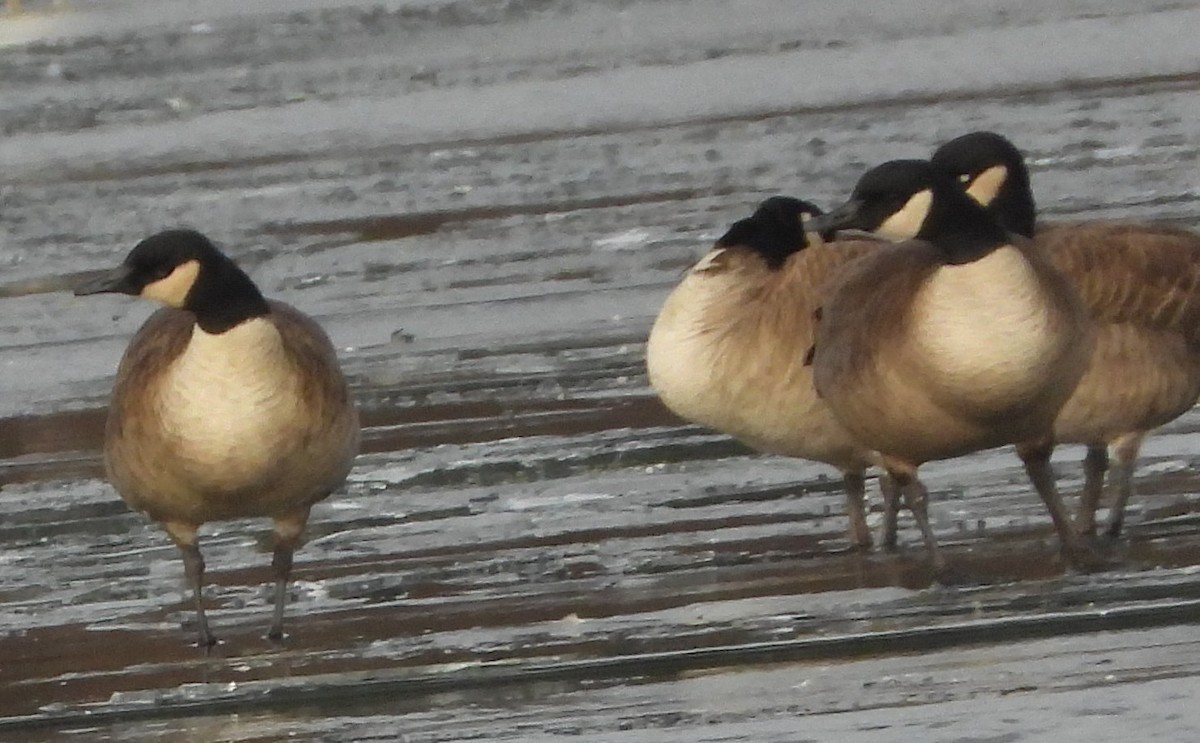 Канадская казарка - ML647511425