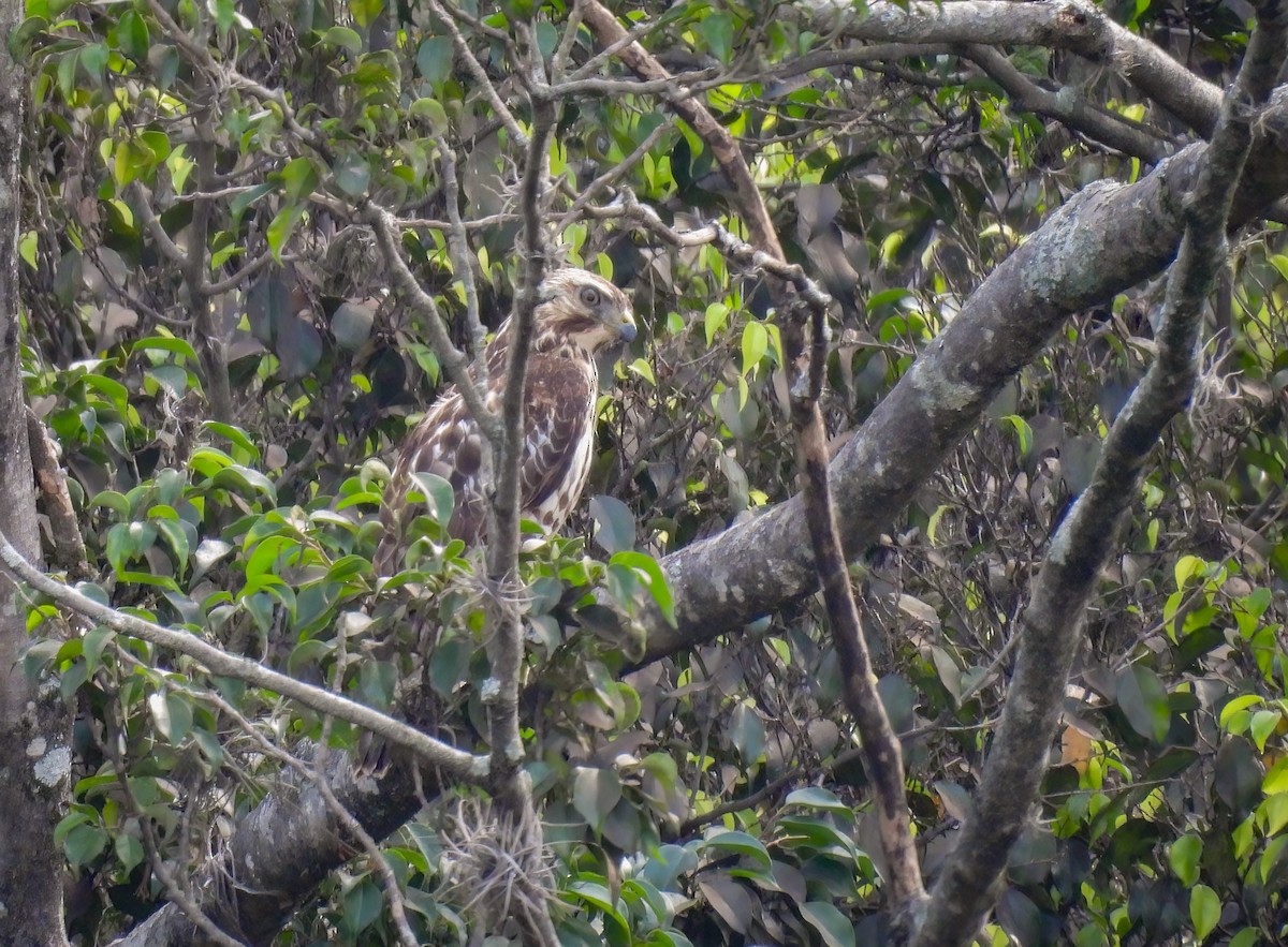 Broad-winged Hawk - ML647511437