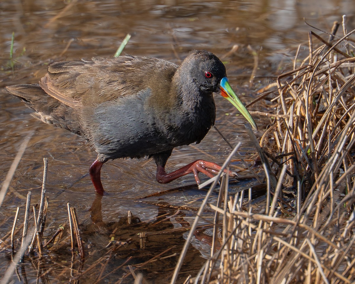 Kurşuni Sukılavuzu - ML647511485