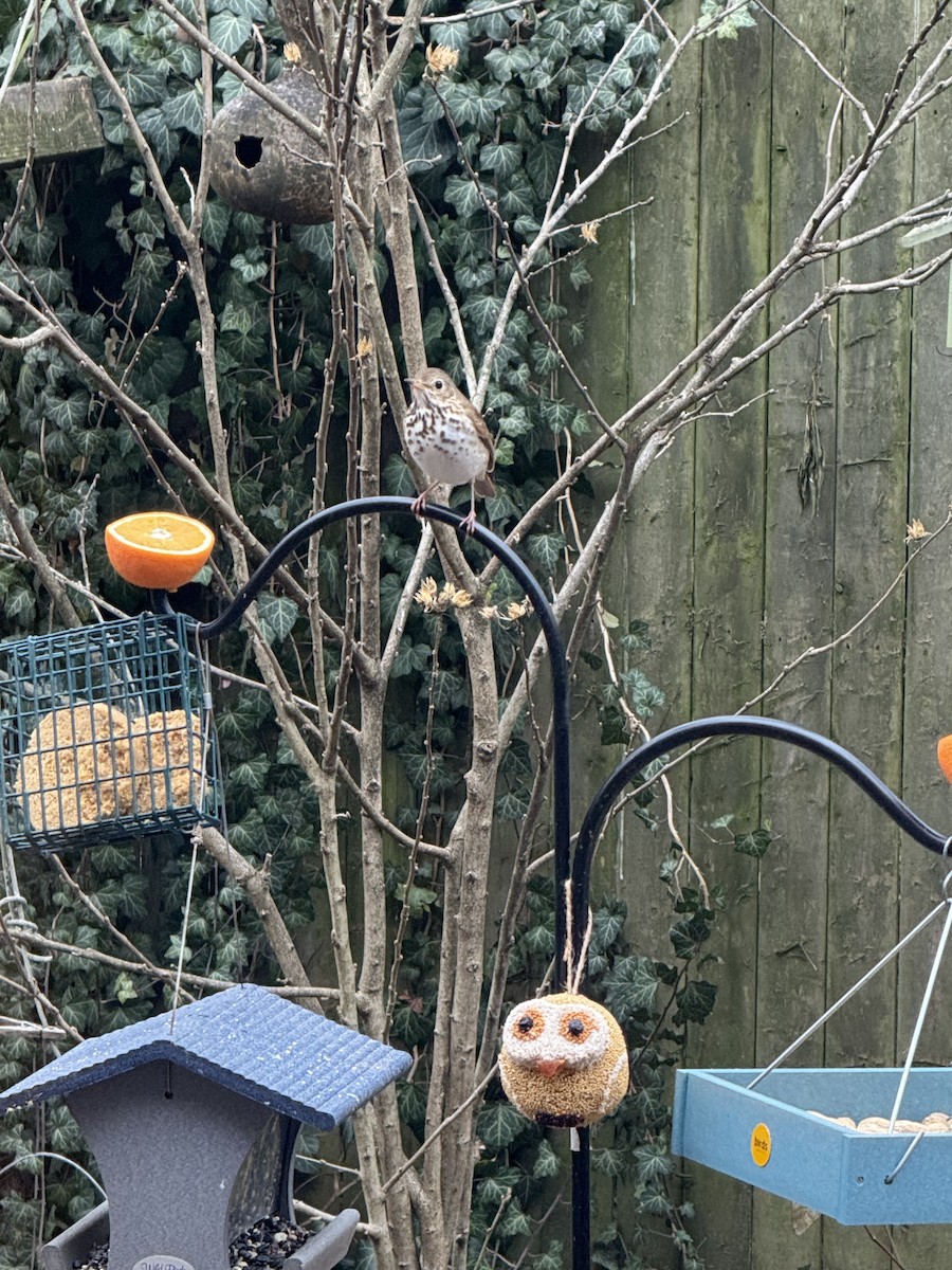 קיכלי חלוד-זנב - ML647511501