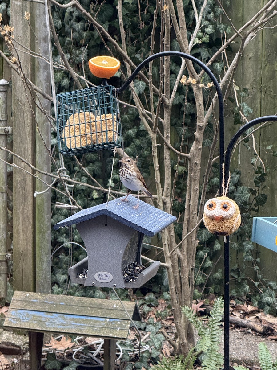 קיכלי חלוד-זנב - ML647511502