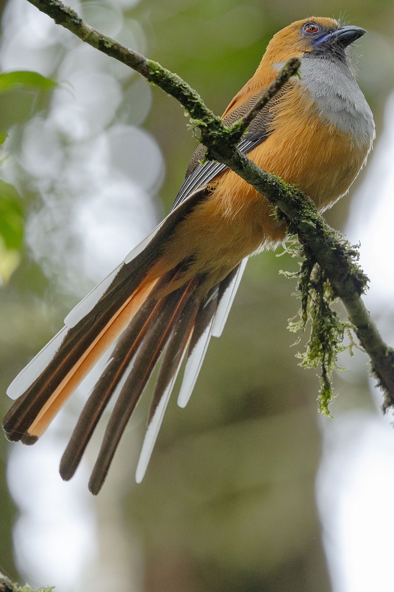 Whitehead's Trogon - ML647511523