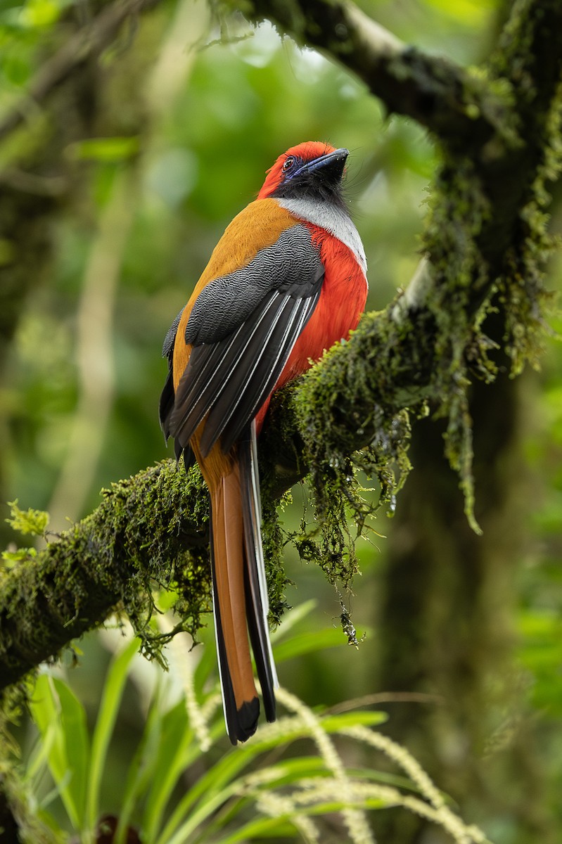 Whitehead's Trogon - ML647511524