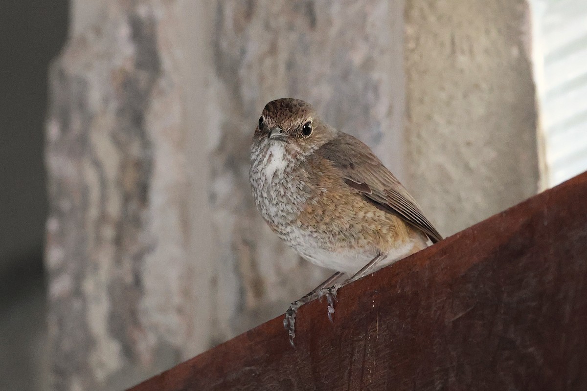 Forest Rock-Thrush (Benson's) - ML647511527