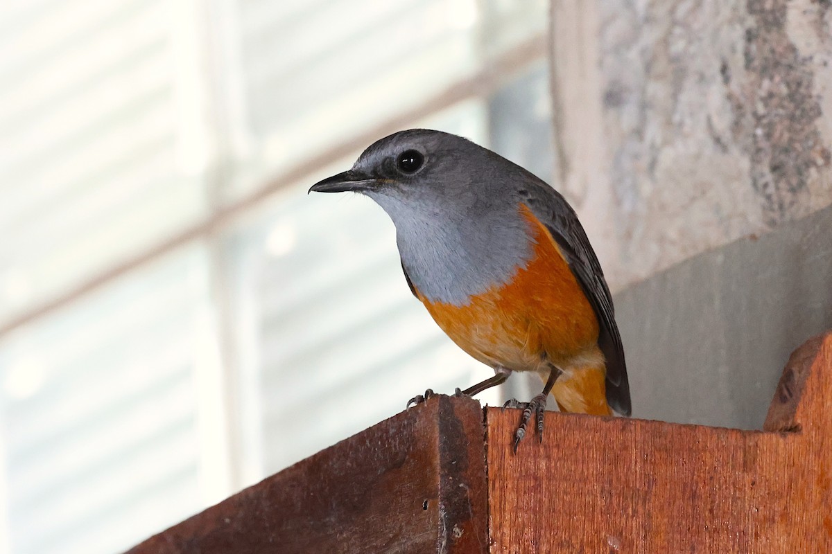 Forest Rock-Thrush (Benson's) - ML647511528