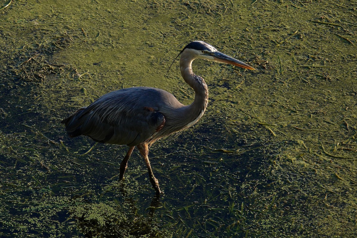 Great Blue Heron - ML647511531