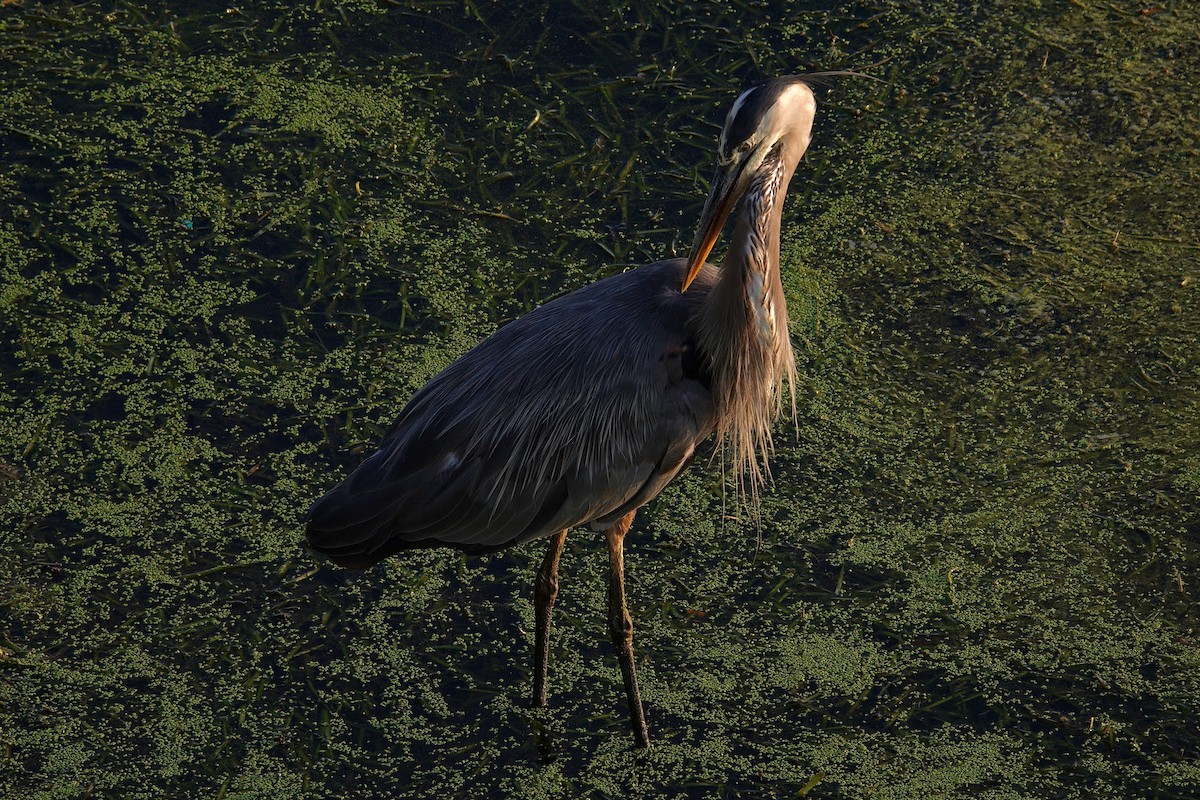 Great Blue Heron - ML647511532