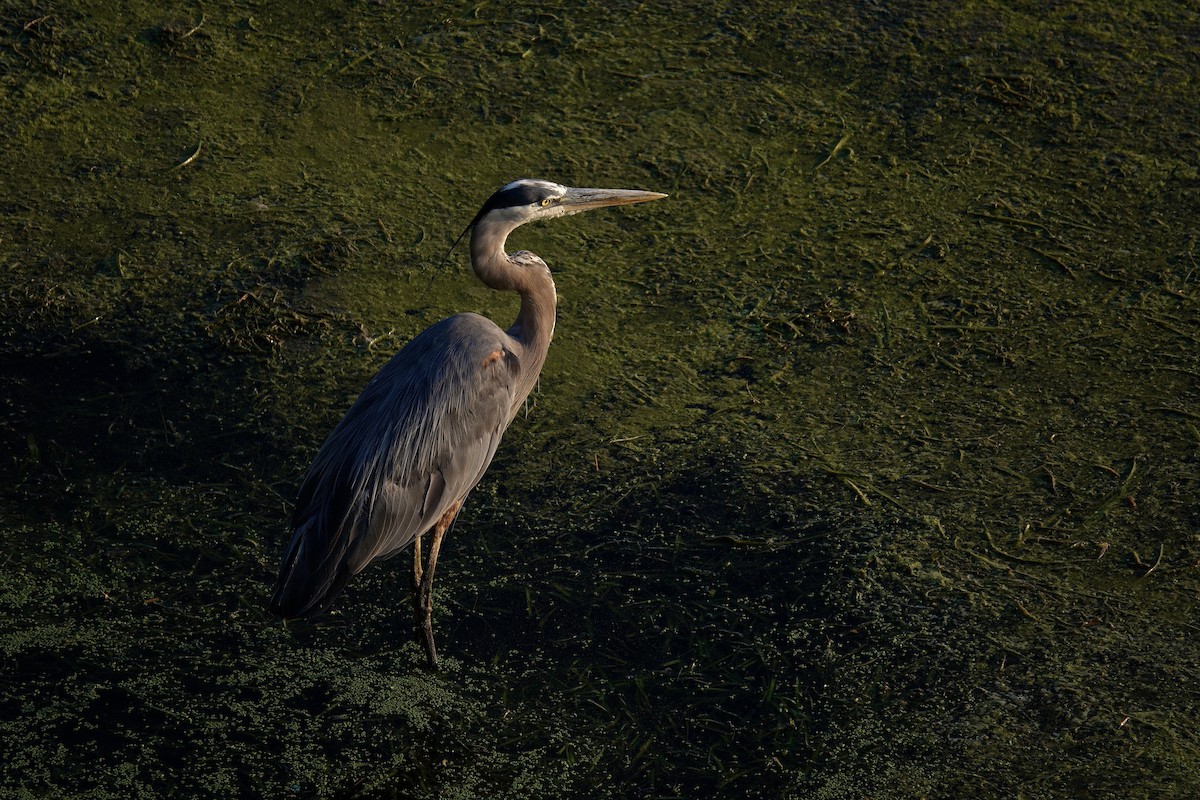 Great Blue Heron - ML647511533