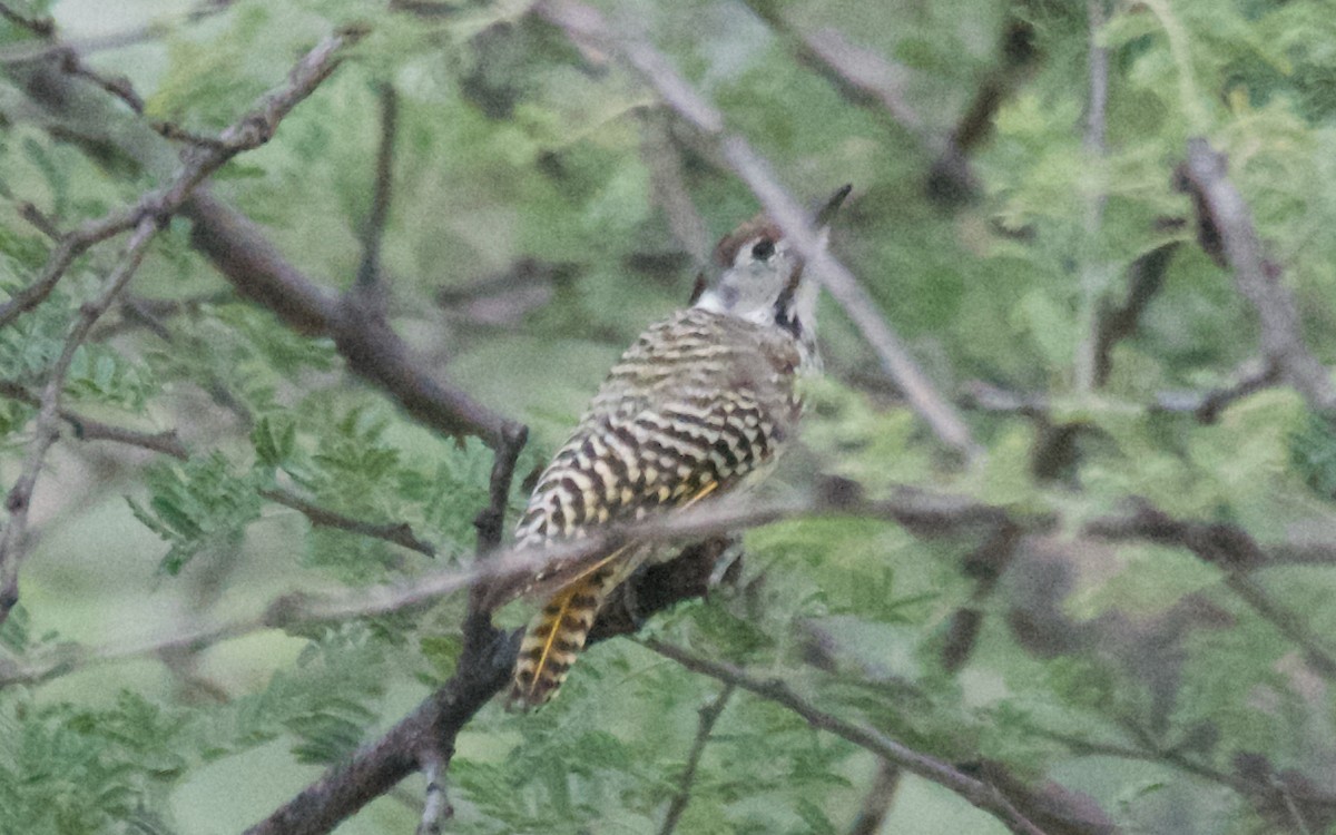Cardinal Woodpecker - ML647511535