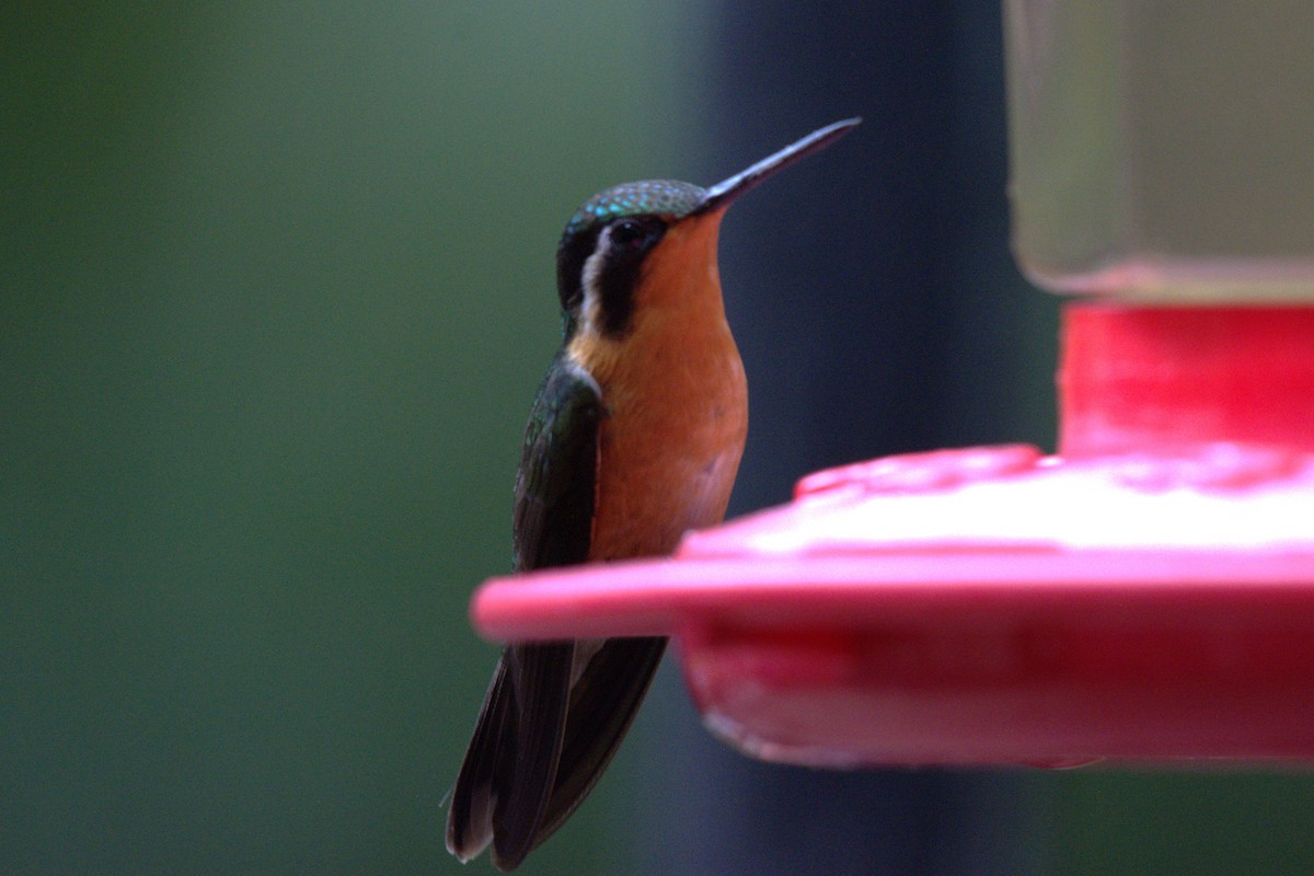 kolibřík fialovohrdlý - ML647511594