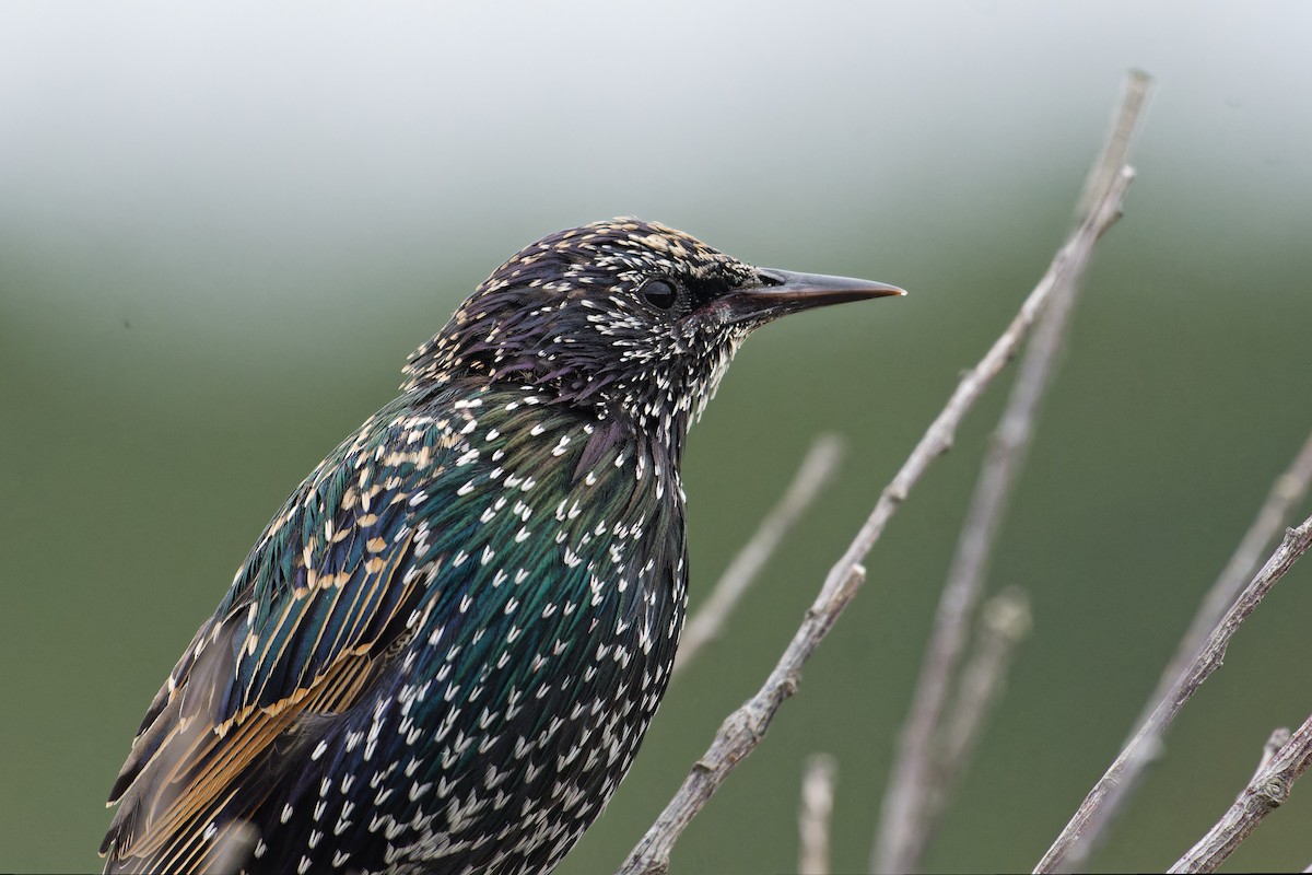 European Starling - ML647511600