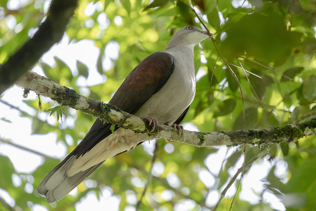 Mountain Imperial-Pigeon - ML647511601
