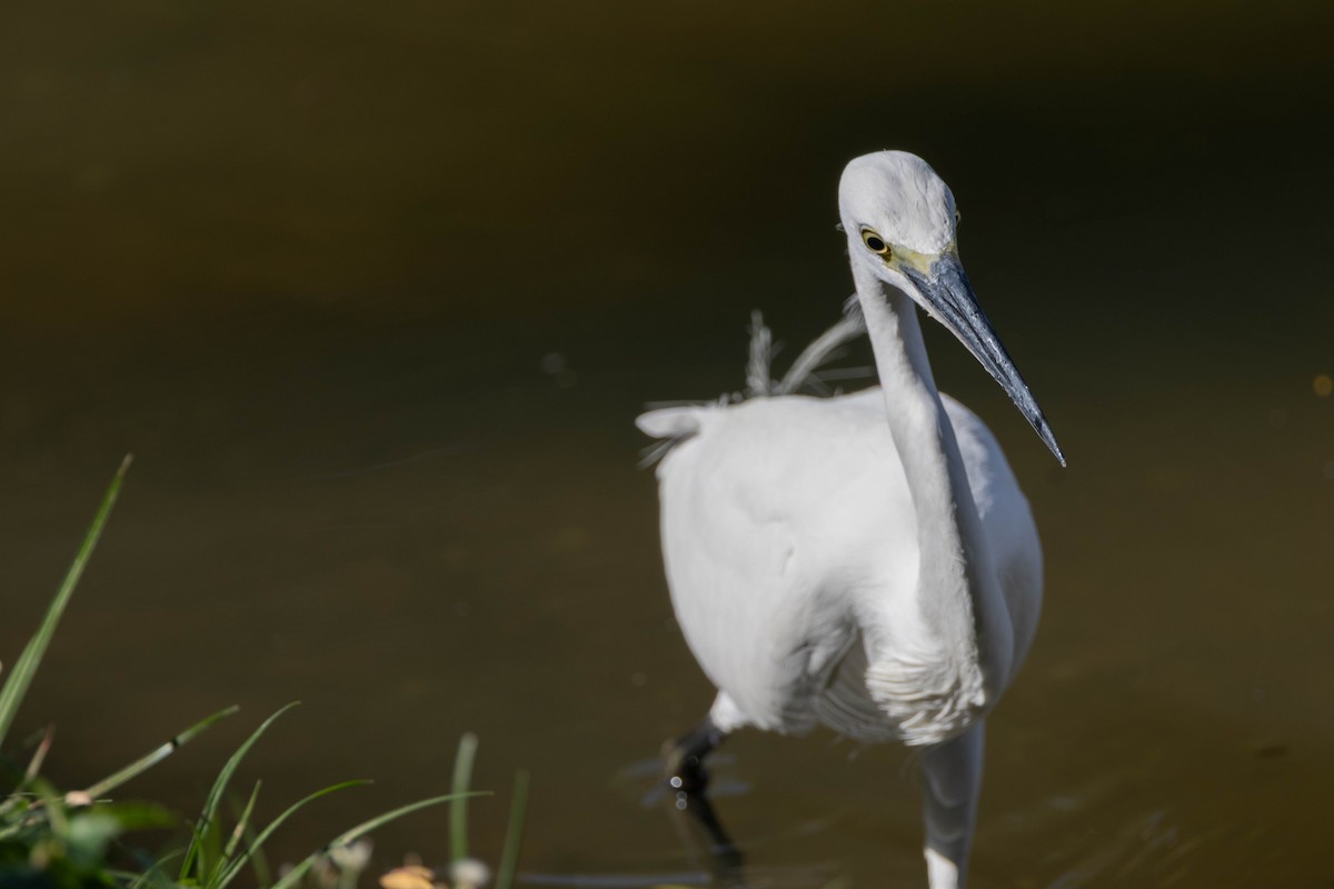 Little Egret - ML647511605