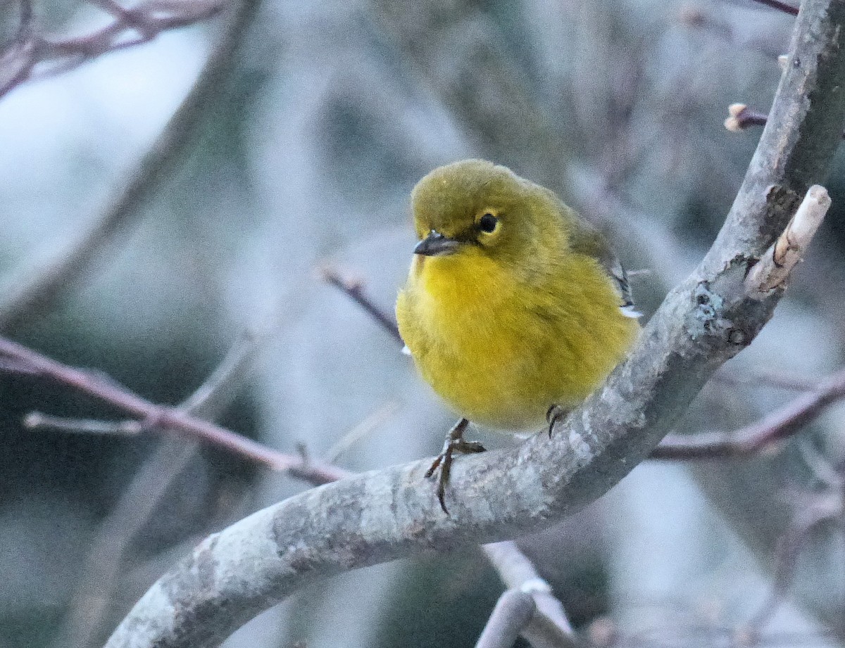 Pine Warbler - ML647511617