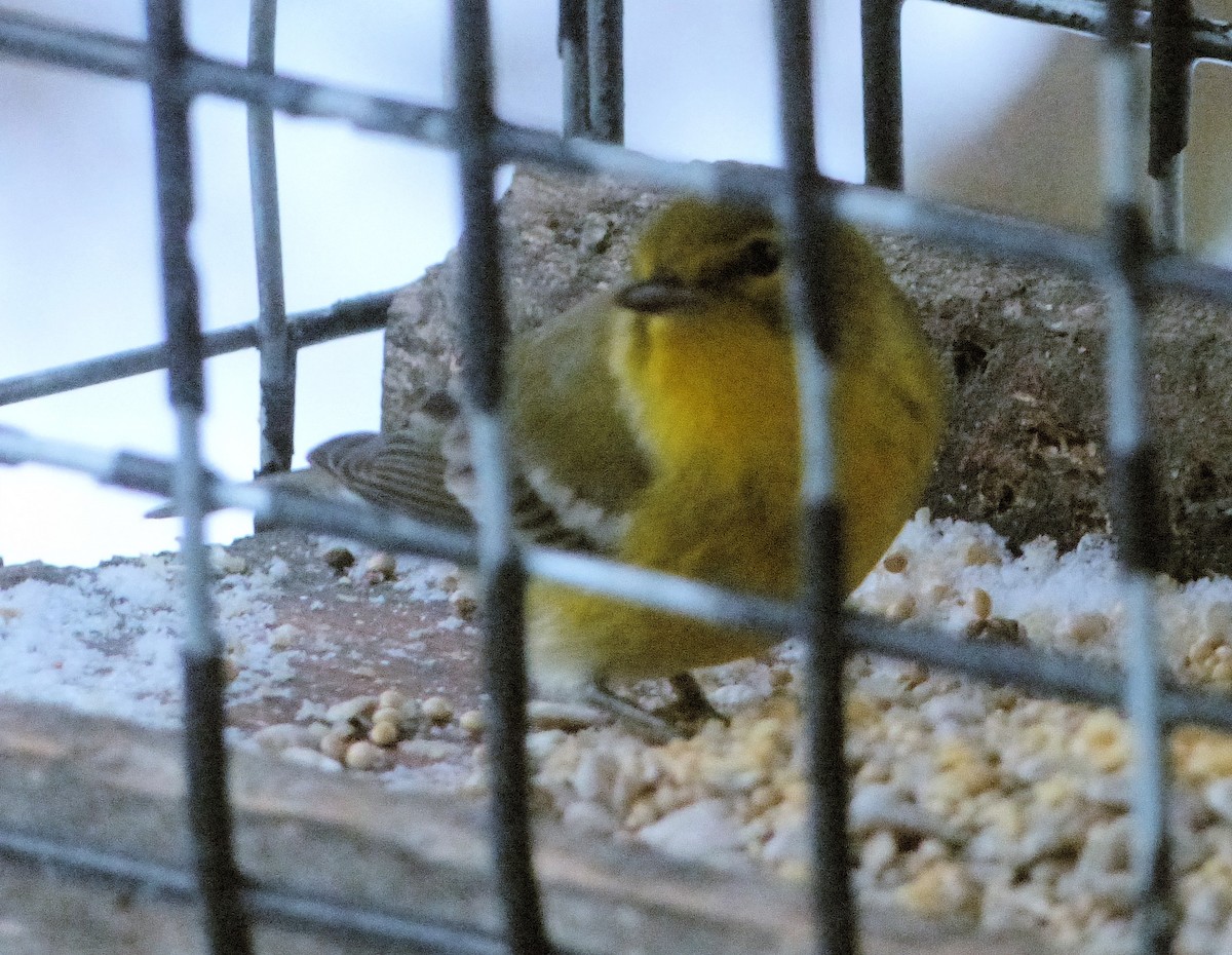 Pine Warbler - ML647511618