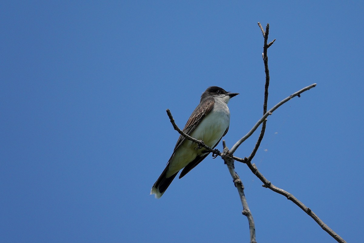 Tyran tritri - ML647511642