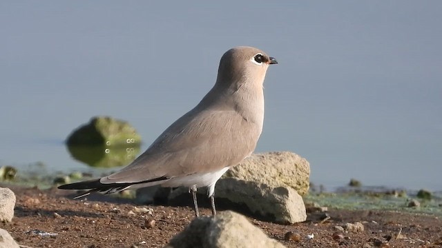 Canastera Chica - ML647511648