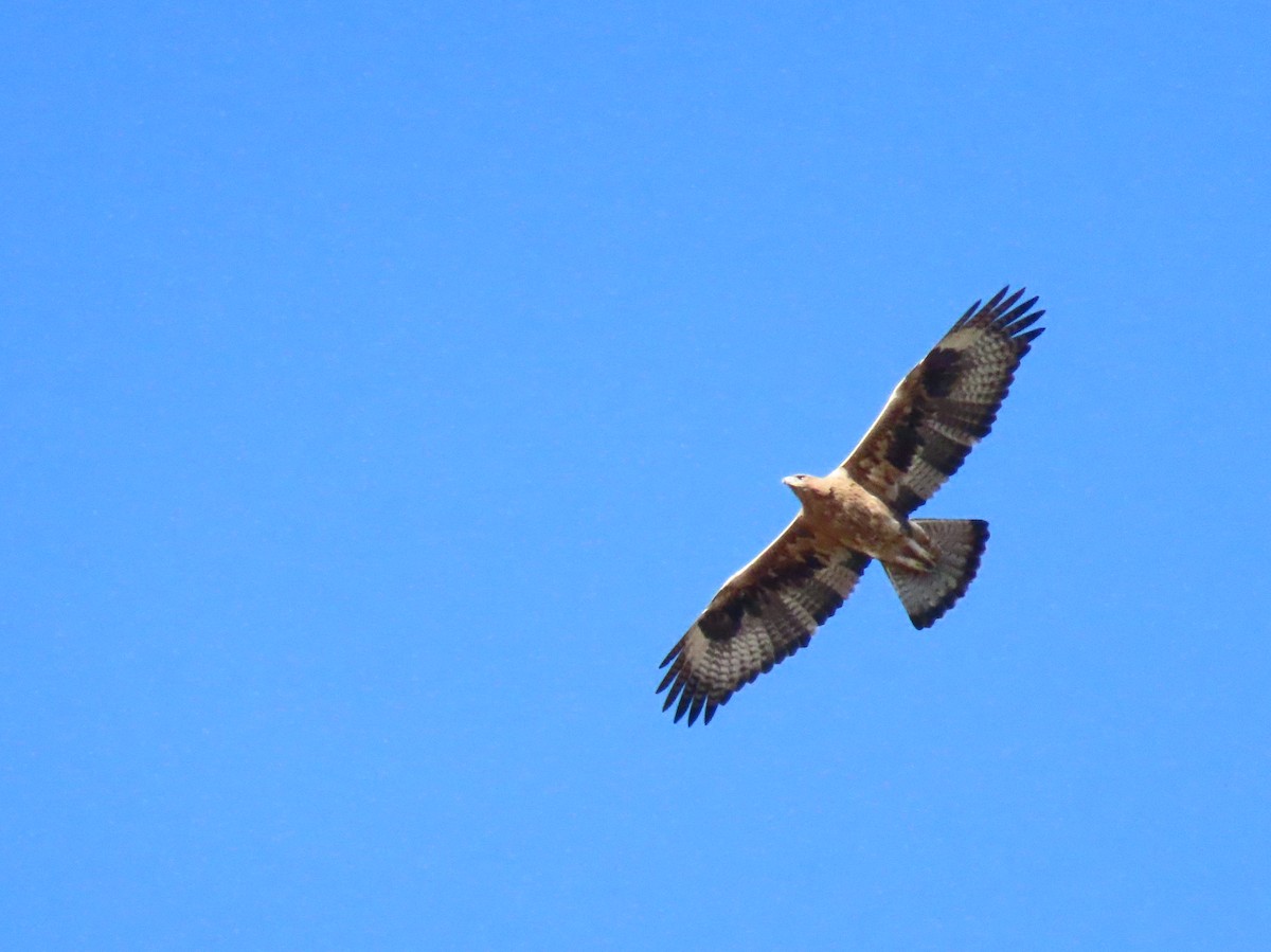 Águila Perdicera - ML647511664
