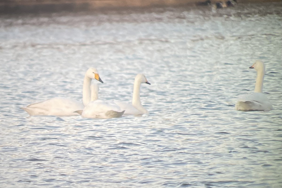 Cisne Cantor - ML647511667