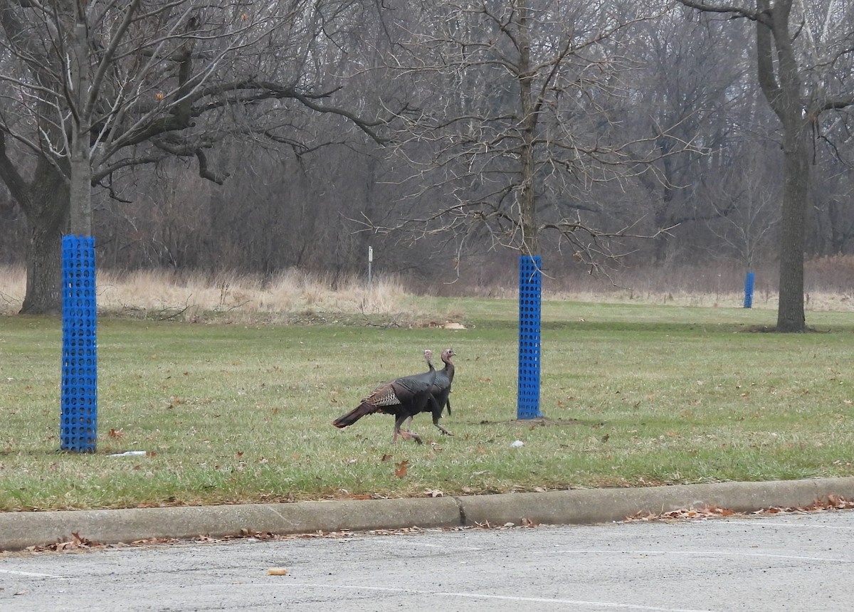 Guajolote Gallipavo - ML647511668