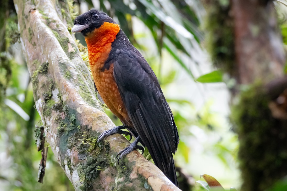 Yacutoro - ML647511669