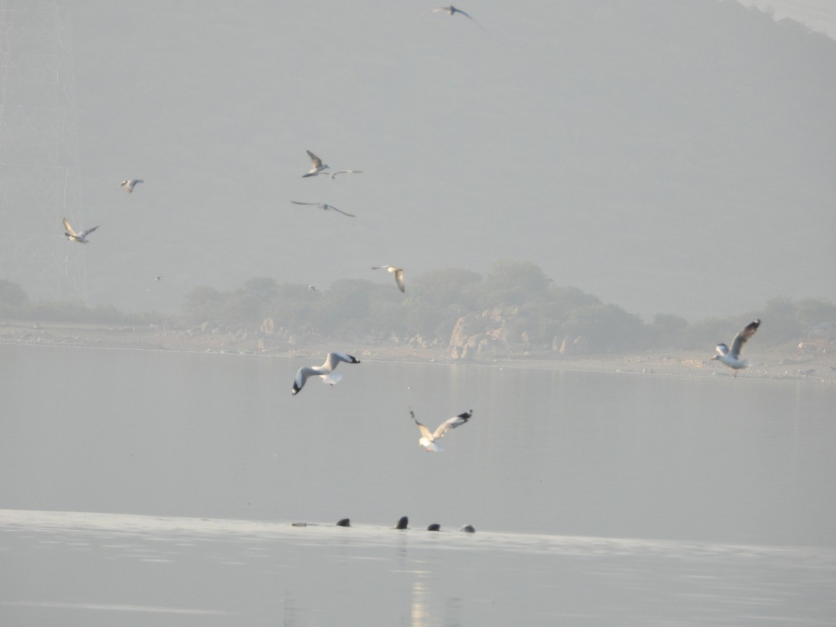 Gaviota Centroasiática - ML647511670