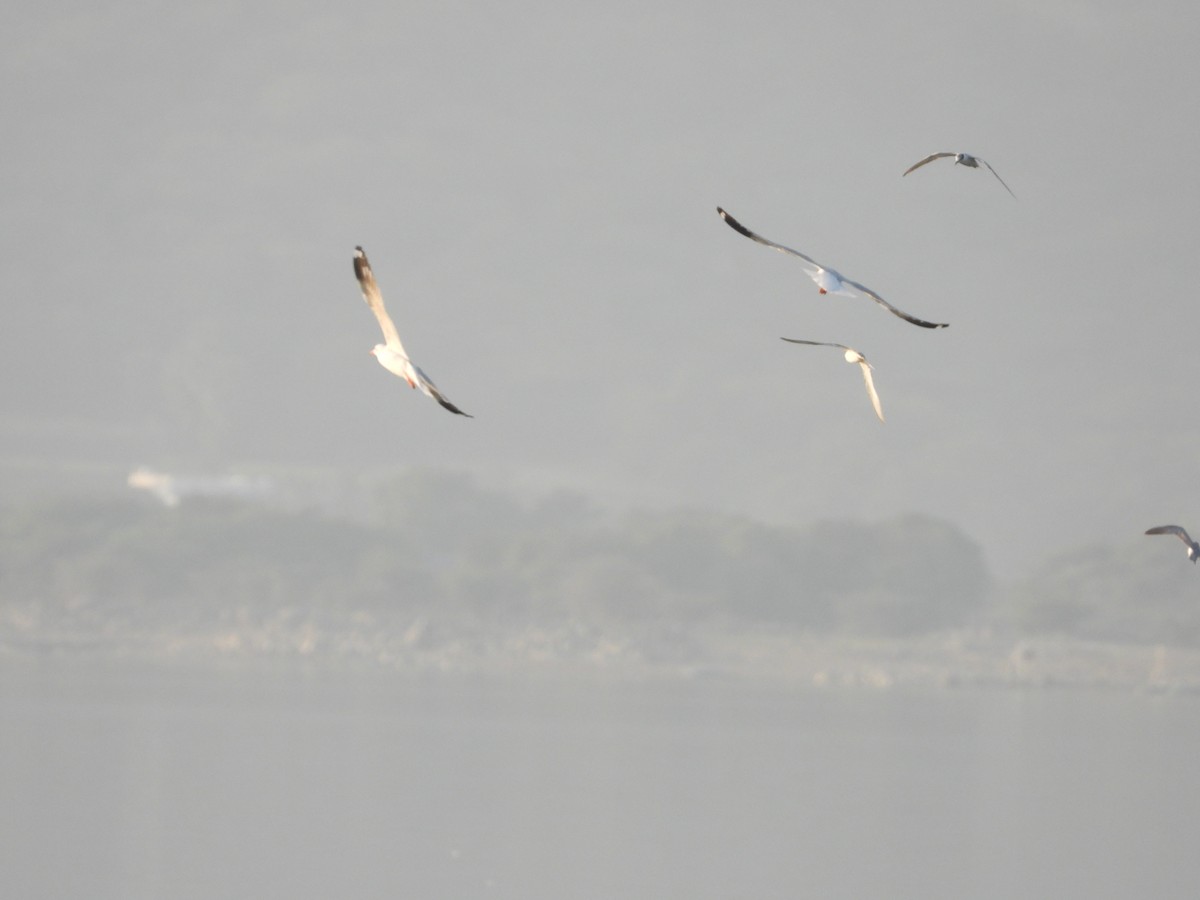 Gaviota Centroasiática - ML647511671