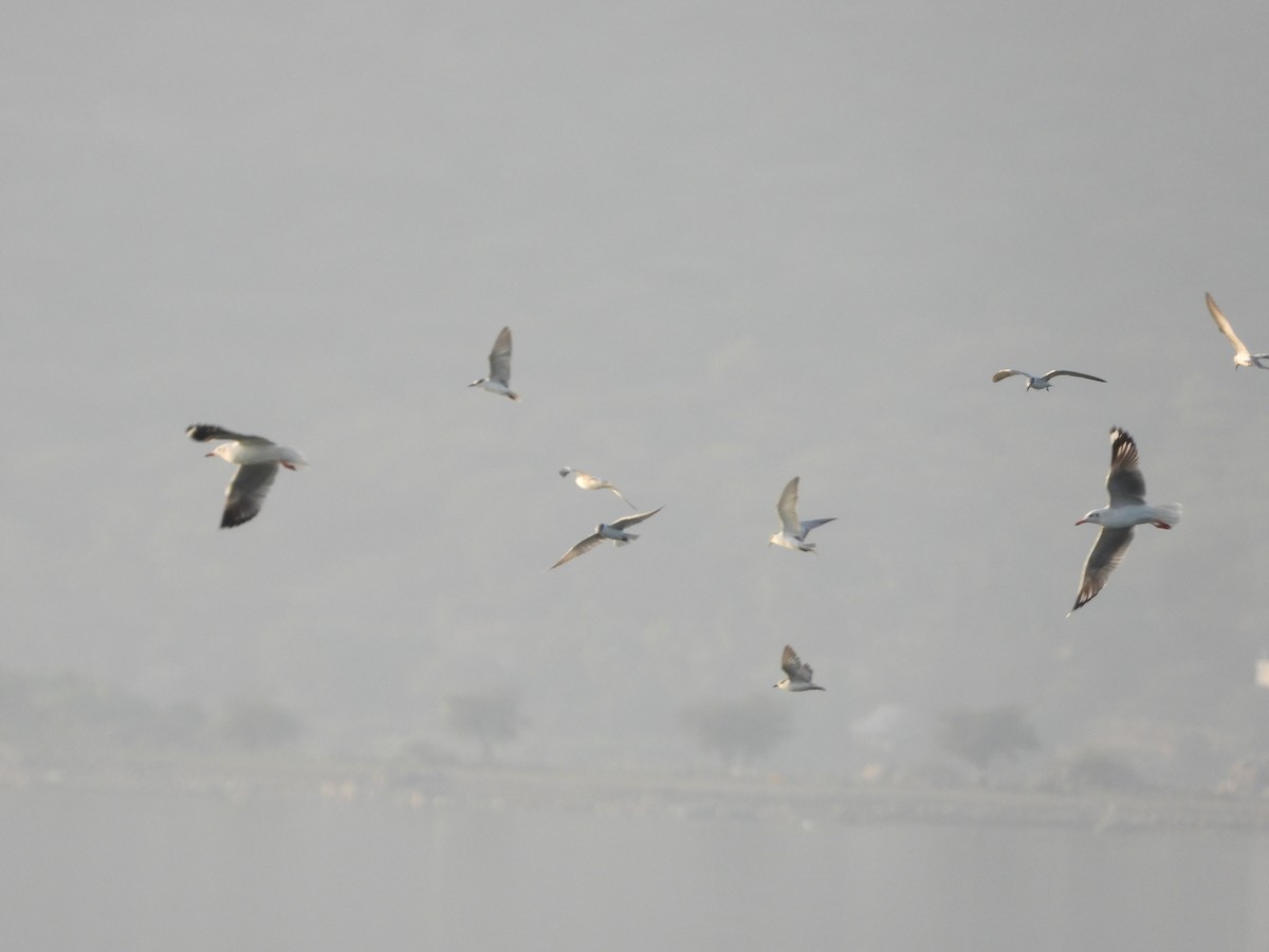 Gaviota Centroasiática - ML647511672