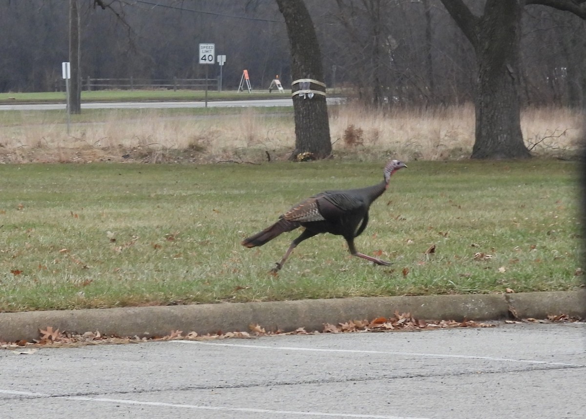 Guajolote Gallipavo - ML647511673