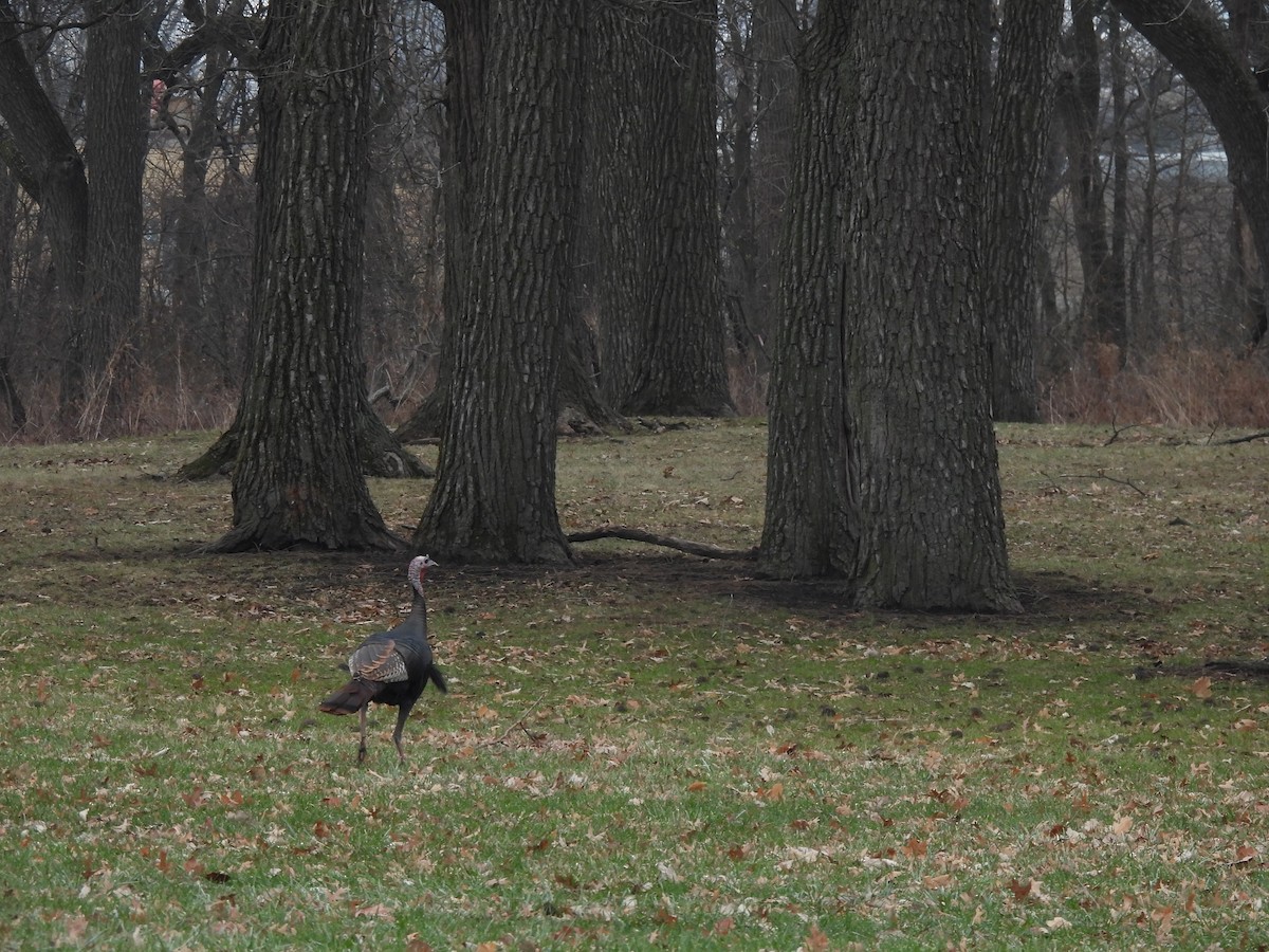 Guajolote Gallipavo - ML647511675