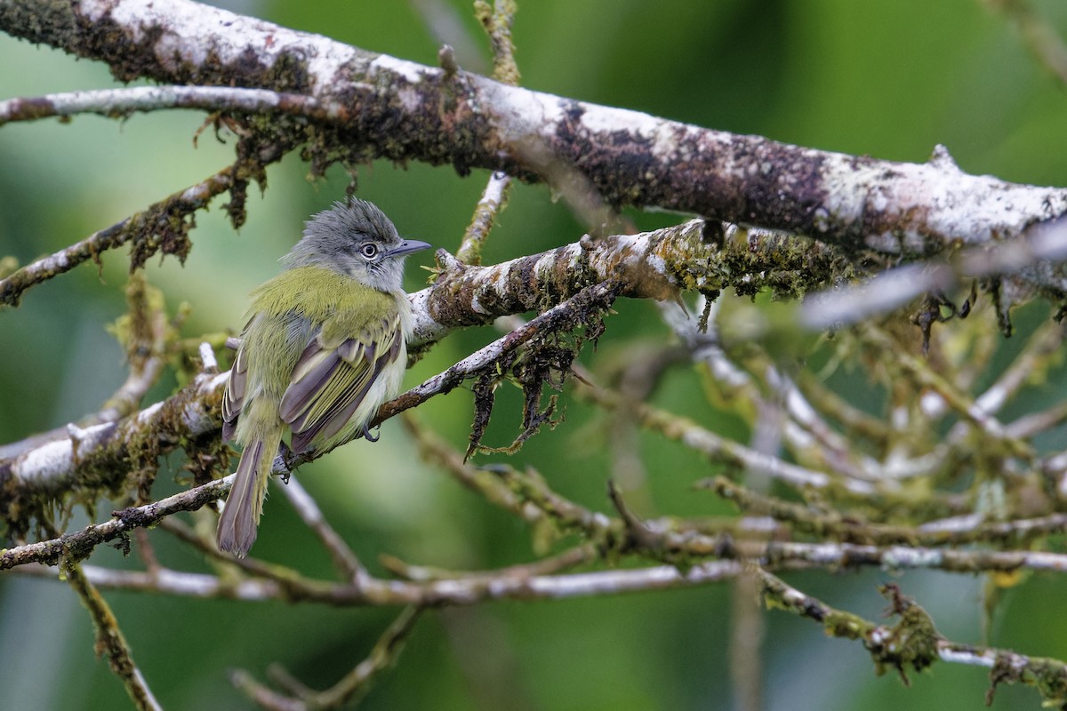 Picoplano Sulfuroso - ML647511676