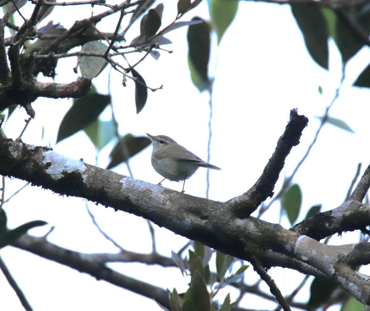 Mosquitero Verdoso - ML647511677