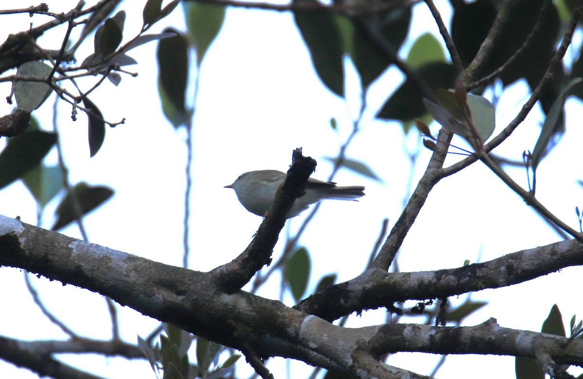Mosquitero Verdoso - ML647511678