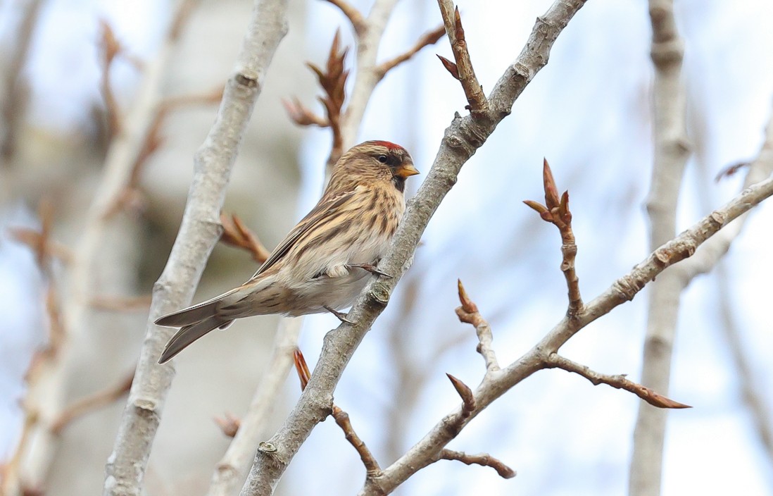 Pardillo Sizerín - ML647511679