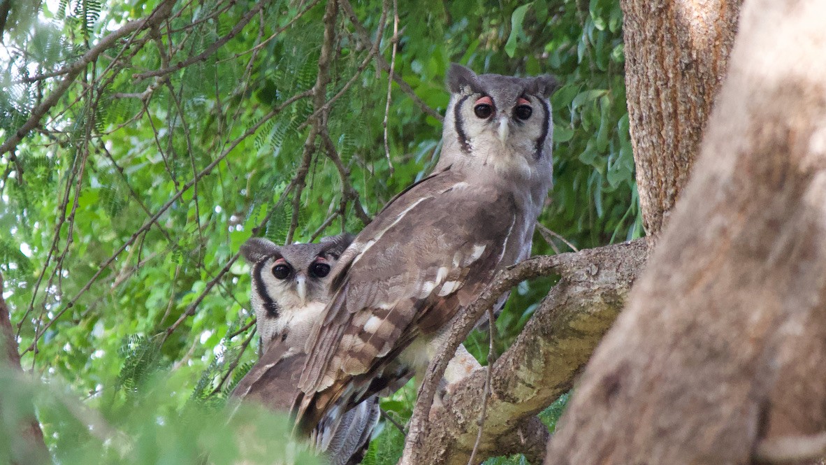 Búho Lechoso - ML647511680